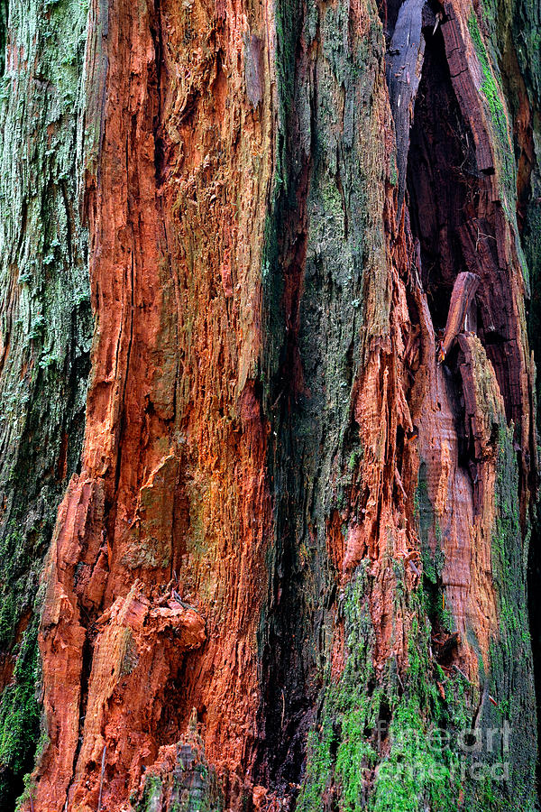 Cedar Tree Photograph by Terry Elniski