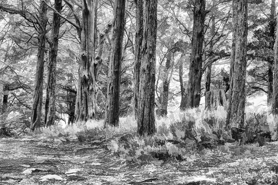 Cedar Tree Trunks Black And White Photograph by Constantine Gregory