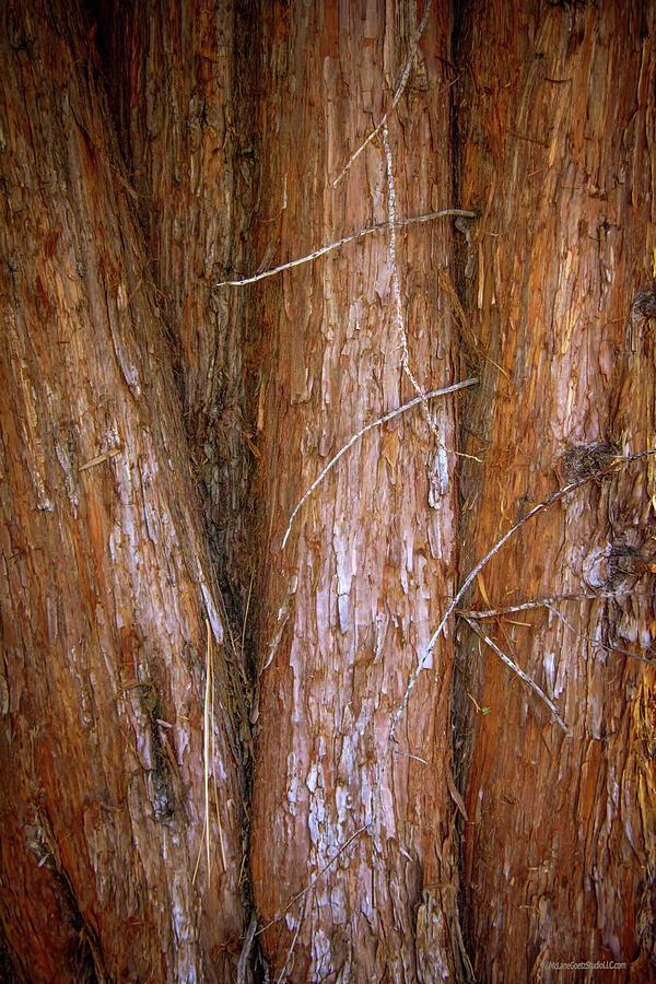 Cedar Tree Trunks Photograph by LeeAnn McLaneGoetz McLaneGoetzStudioLLCcom