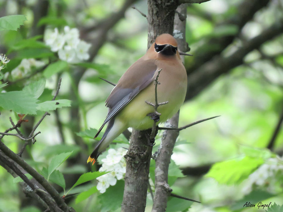 Cedar Wax wing Photograph by Alison Gimpel - Pixels