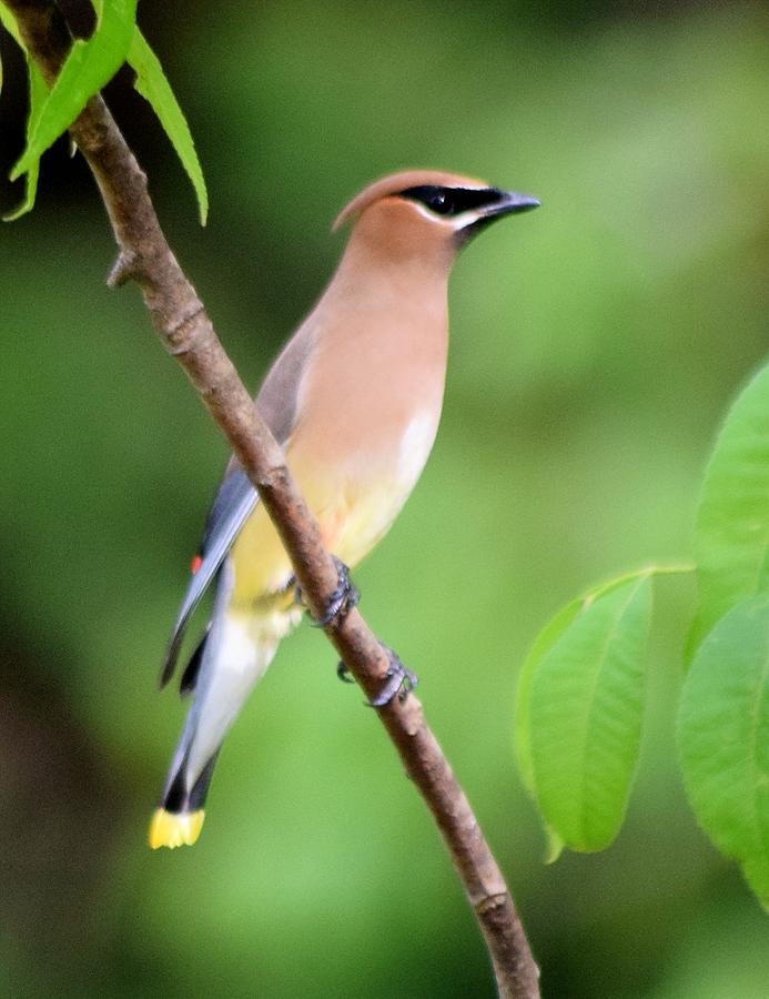 Nature Photograph - Cedar Wax Wing Profile by Sheri McLeroy