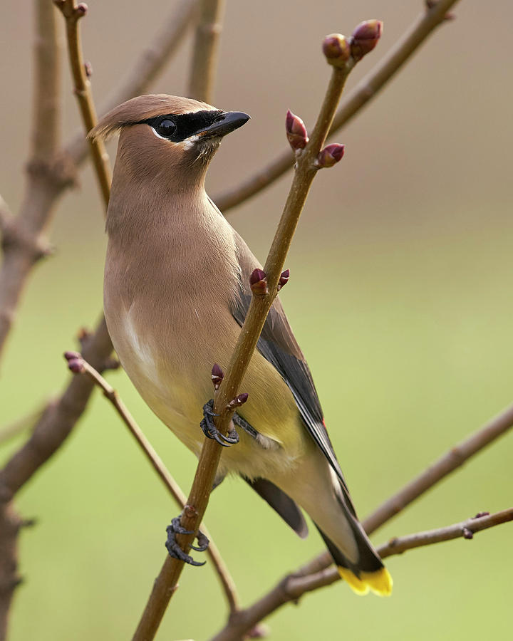 Birds Photograph - Cedar Waxwing by Doug Herr Birds Photograph - Cedar Waxwing by Doug Herr