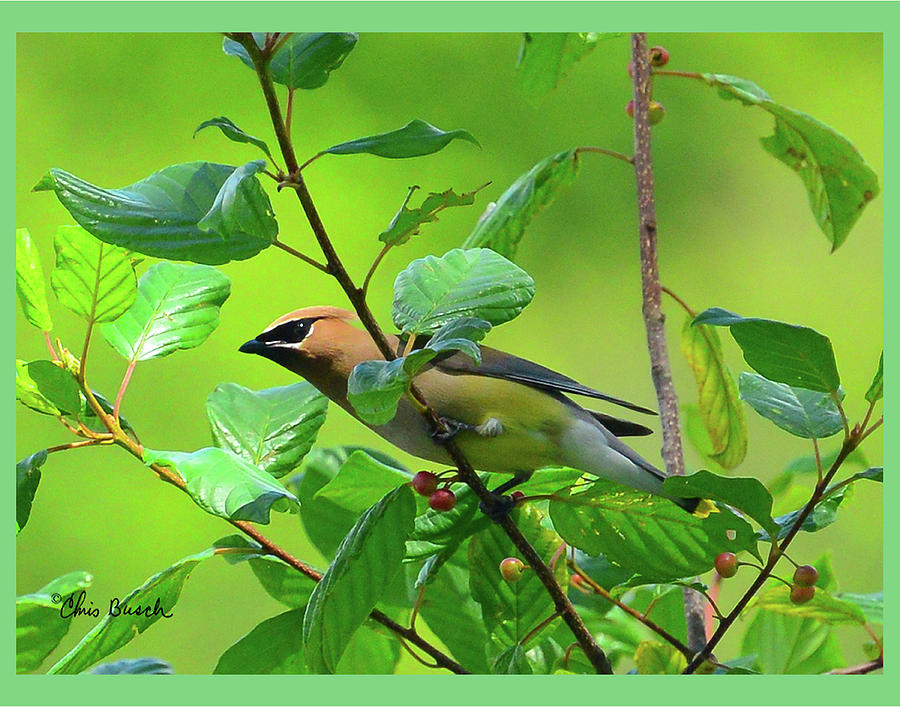 Cedar waxwing 14x11 by Chris Busch Cedar waxwing 14x11 by Chris Busch