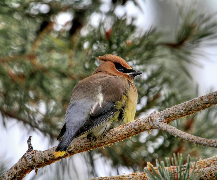 Cedar Waxwing 3 Photograph by Donna Kennedy