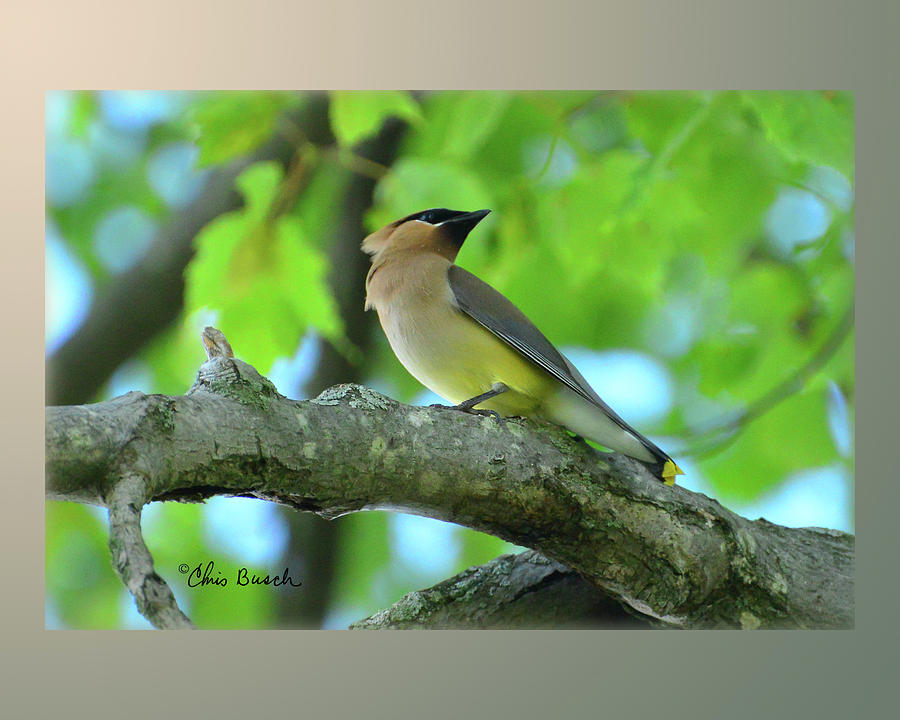 Cedar waxwing 8x10 by Chris Busch Cedar waxwing 8x10 by Chris Busch