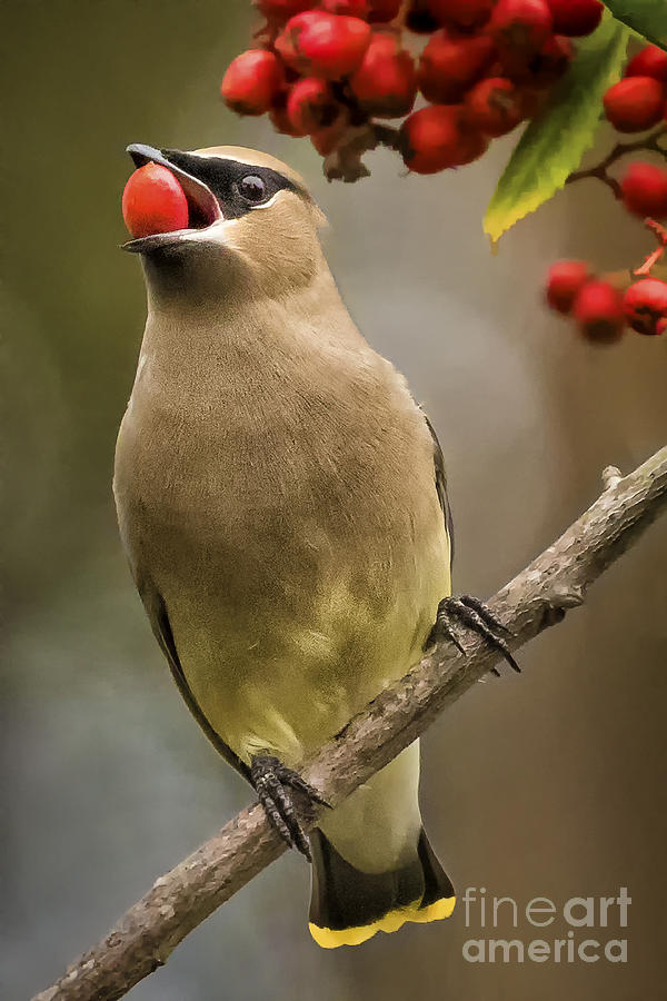 Cedar Waxwing Photograph by Alice Cahill