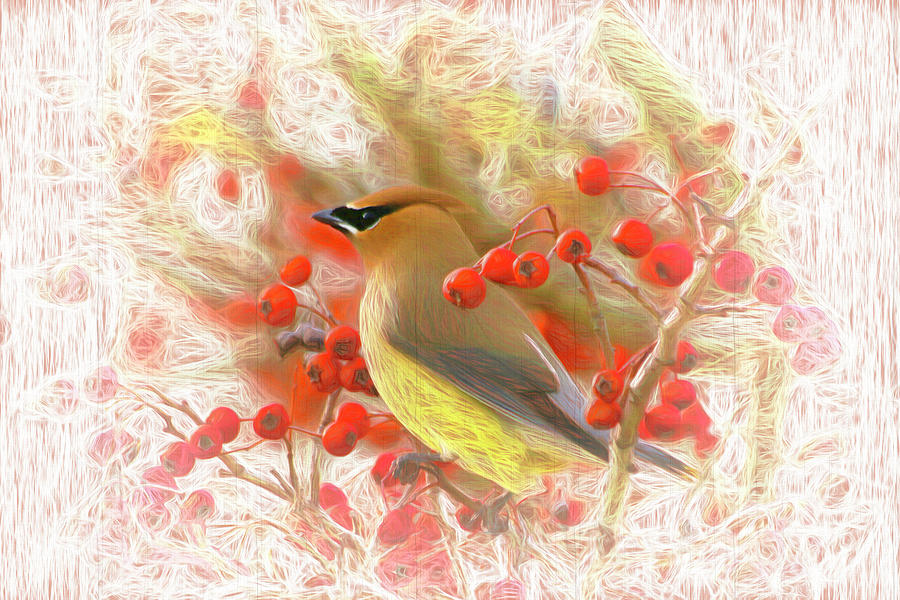 Cedar Waxwing Among the Berries Photograph by Ola Allen