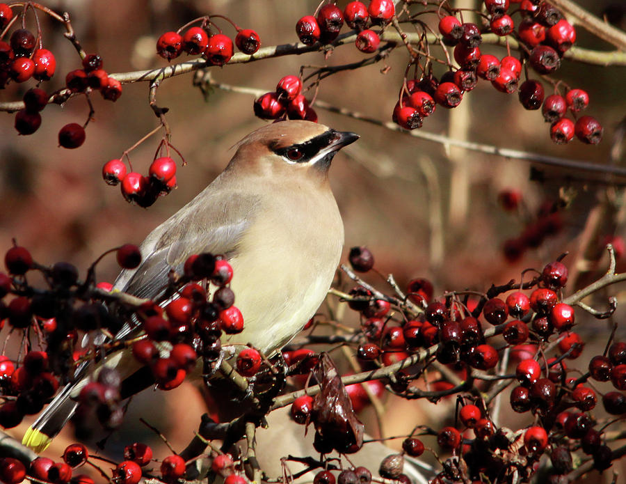 Cedar Waxwing and berries Photograph by Inge Riis McDonald