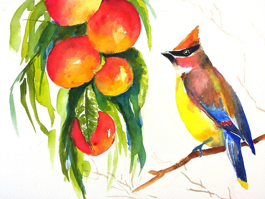 Cedar Waxwing and Elberta Peaches Painting by Carlin Blahnik CarlinArtWatercolor