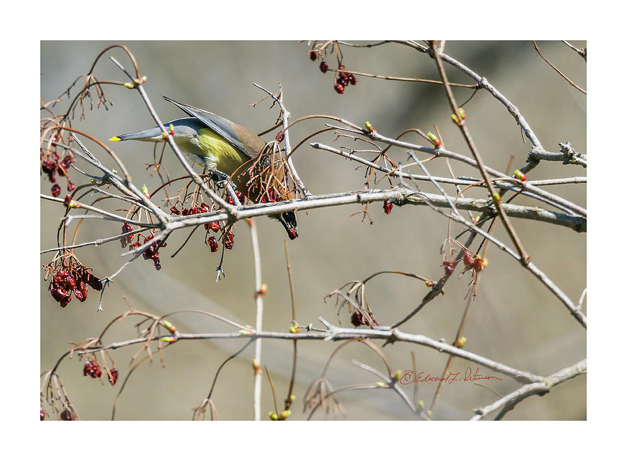 Cedar Waxwing And Highbush Cranberries Photograph by Ed Peterson