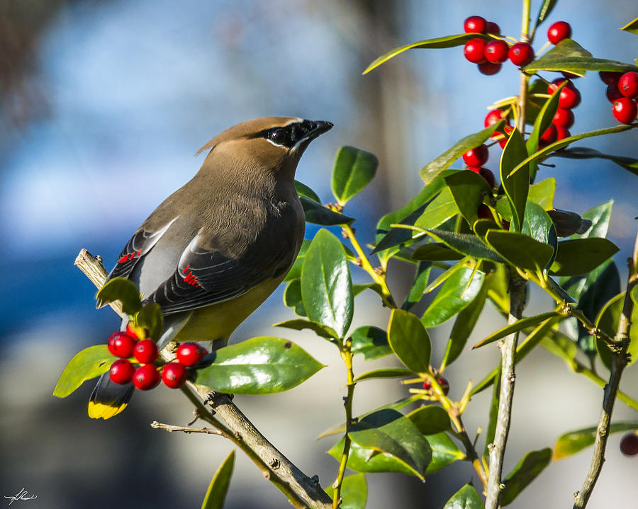 Cedar Waxwing and Holly 02 Photograph by Phil And Karen Rispin - Fine ...