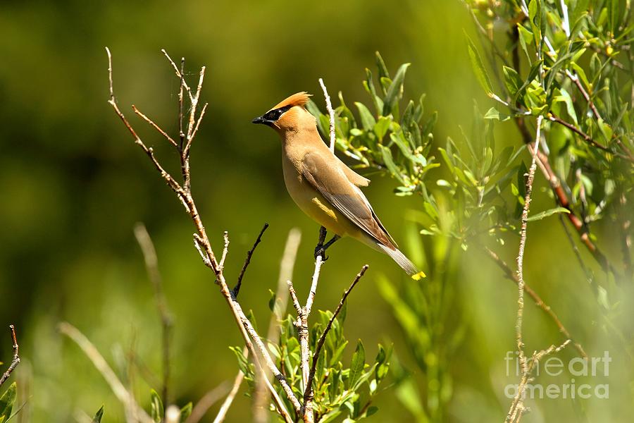 Cedar Waxwing At Glacier Photograph by Adam Jewell