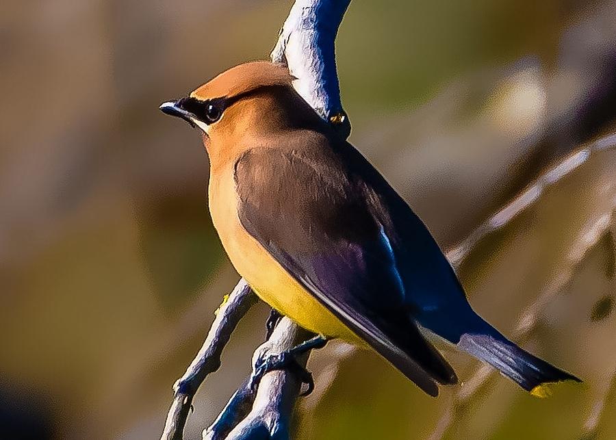 Nature Photograph - Cedar Waxwing at Sunset by Laura Silverstein