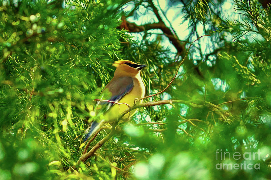 Cedar Waxwing Beauties 15 by Kim Pate Cedar Waxwing Beauties 15 by Kim Pate
