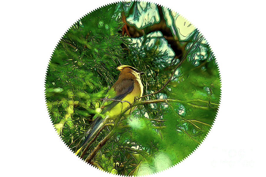 Cedar Waxwing Beauties 16 by Kim Pate Cedar Waxwing Beauties 16 by Kim Pate