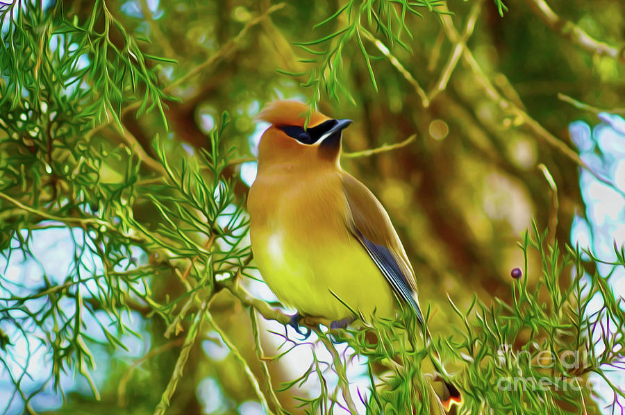 Cedar Waxwing Beauties 17 by Kim Pate Cedar Waxwing Beauties 17 by Kim Pate