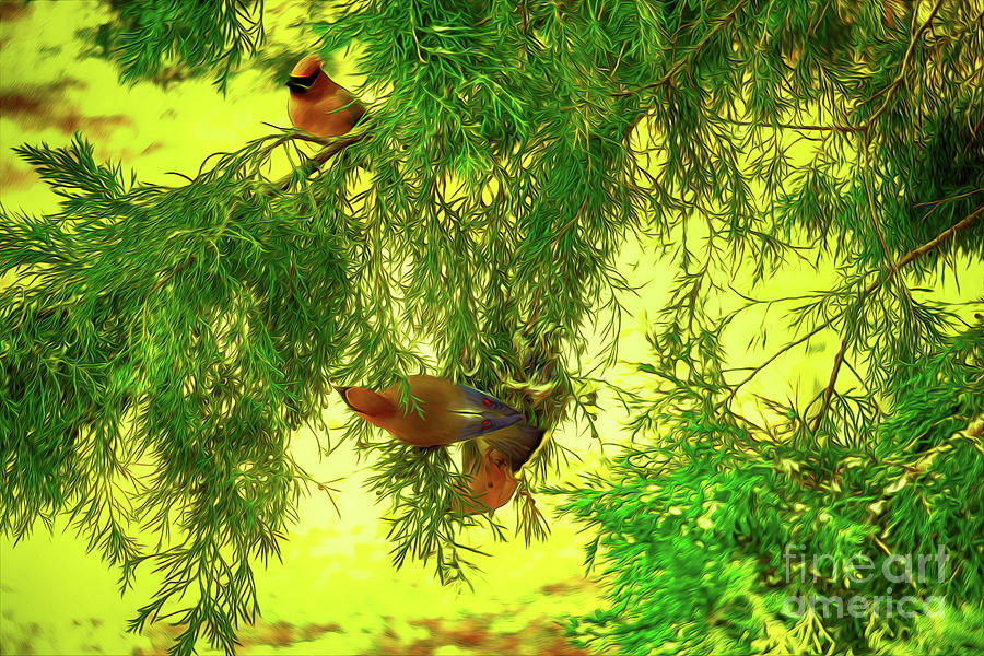 Cedar Waxwing Beauties 18 by Kim Pate Cedar Waxwing Beauties 18 by Kim Pate