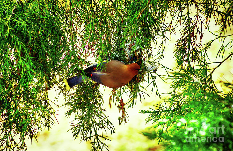 Cedar Waxwing Beauties 19 by Kim Pate Cedar Waxwing Beauties 19 by Kim Pate