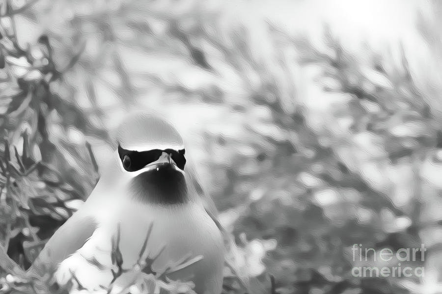 Cedar Waxwing Beauties 5 by Kim Pate Cedar Waxwing Beauties 5 by Kim Pate