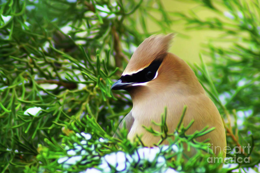 Cedar Waxwing Beauties 6 by Kim Pate Cedar Waxwing Beauties 6 by Kim Pate