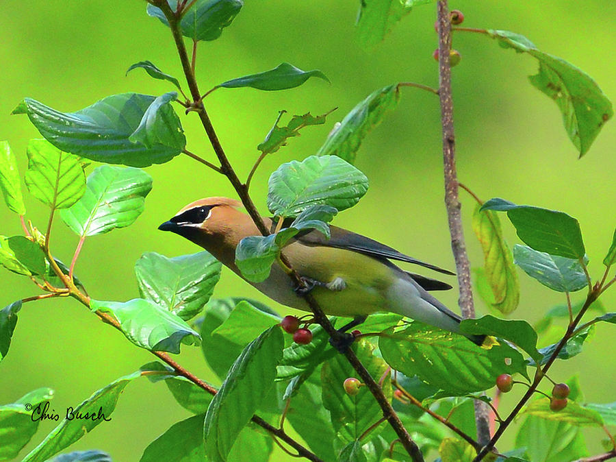 Cedar waxwing by Chris Busch Cedar waxwing by Chris Busch