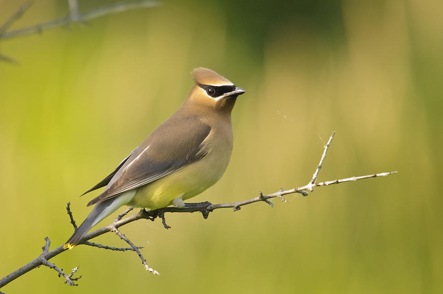 Cedar Waxwing Photograph by Christine Kapler