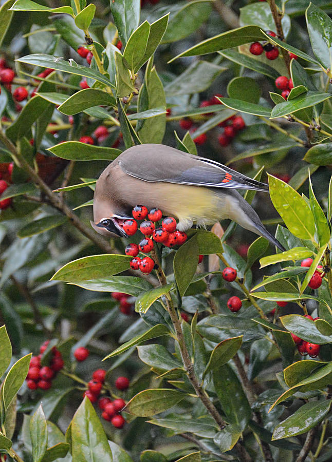 Cedar Waxwing Eating A Holly Berry 856804252015 Photograph by WildBird ...