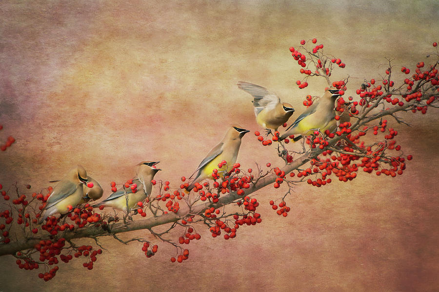 Cedar Waxwing Gathering Photograph by Amy Jackson