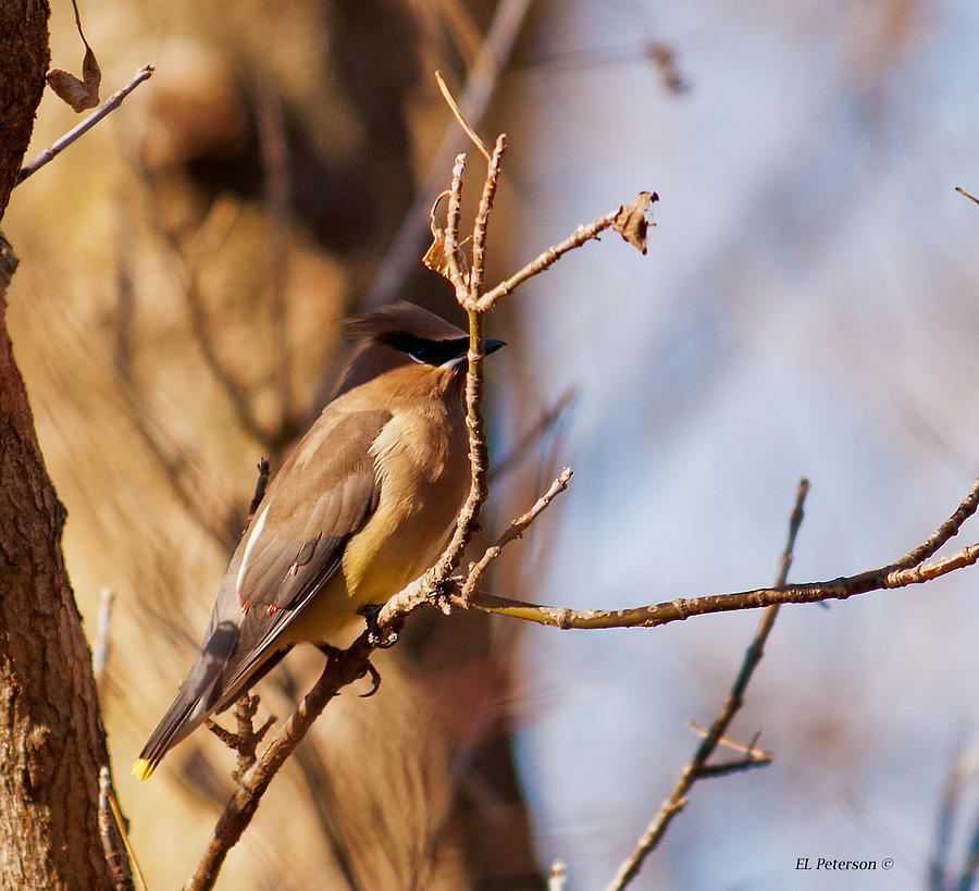 Cedar Waxwing In Autumn Photograph by Ed Peterson
