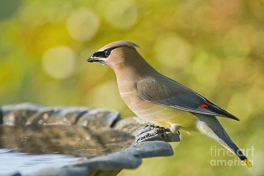 Cedar Waxwing in Spring Photograph by Bonnie Barry