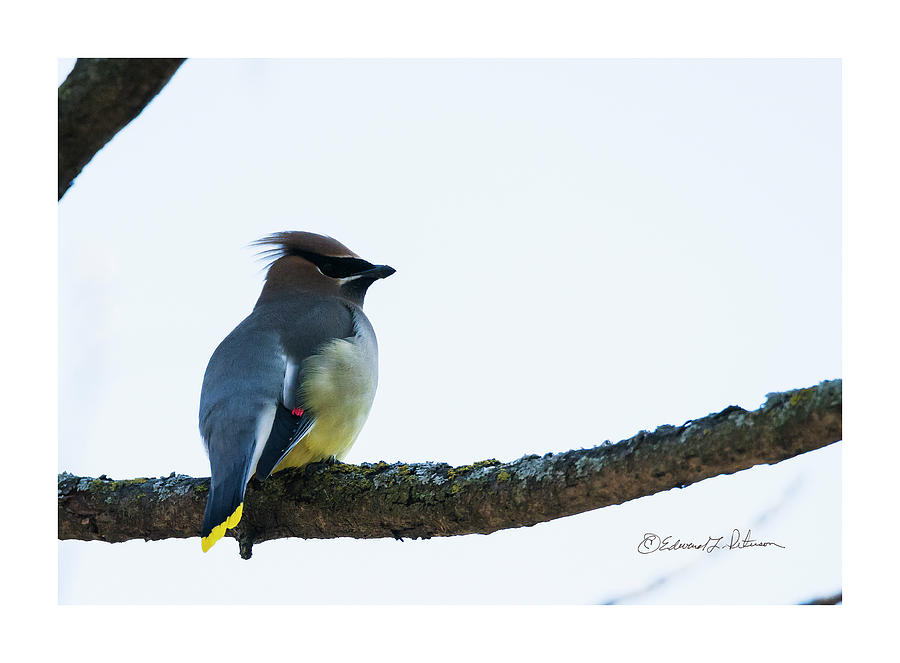Cedar Waxwing In Spring Photograph by Ed Peterson