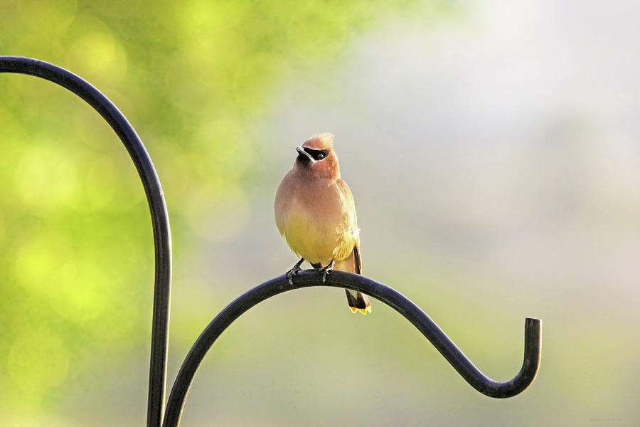 Cedar Waxwing in the Morning Light Photograph by Jennie Marie Schell