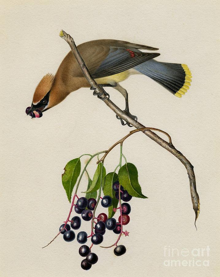 Cedar waxwing Painting by Celestial Images