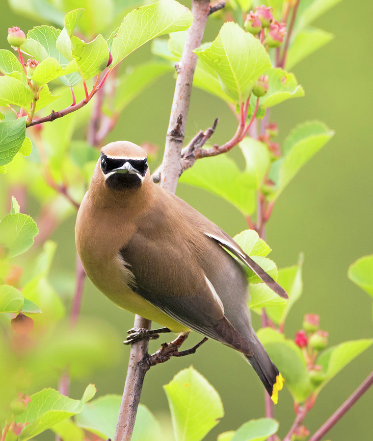 Cedar Waxwing Looking at You Photograph by Loree Johnson
