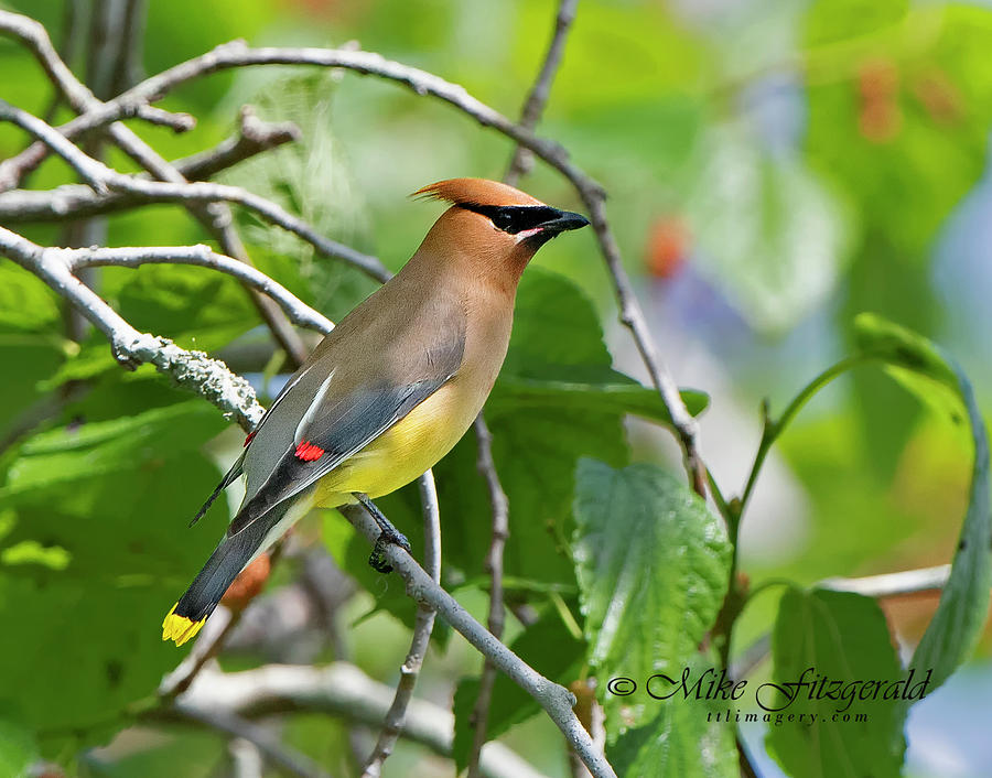 Cedar Waxwing by Mike Fitzgerald Cedar Waxwing by Mike Fitzgerald