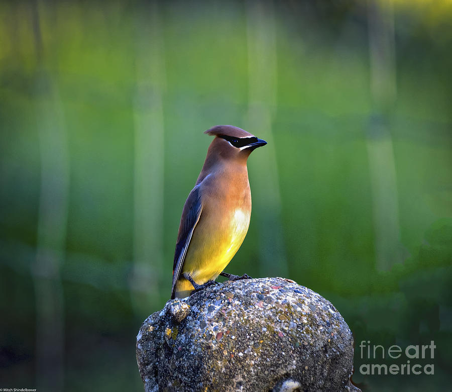 Bird Photograph - Cedar Waxwing by Mitch Shindelbower