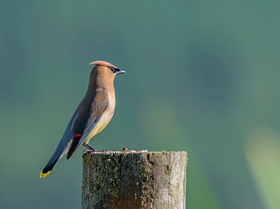 Cedar Waxwing on a Post Photograph by Loree Johnson