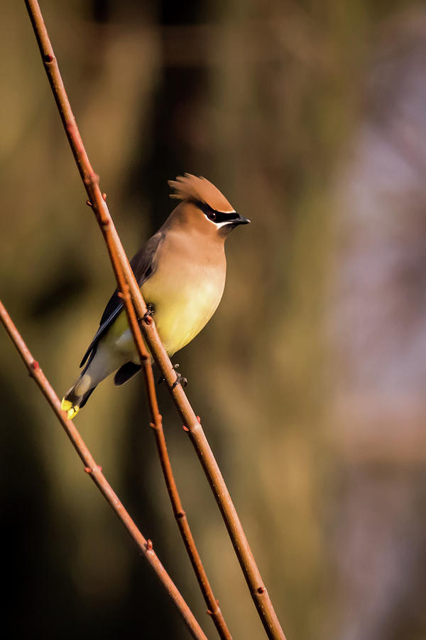 Cedar Waxwing on Branch Photograph by Terry DeLuco