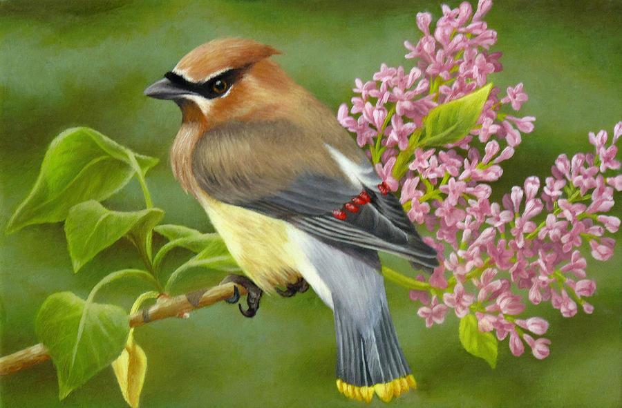 Spring Painting - Cedar Waxwing on Lilac by Karen Coombes