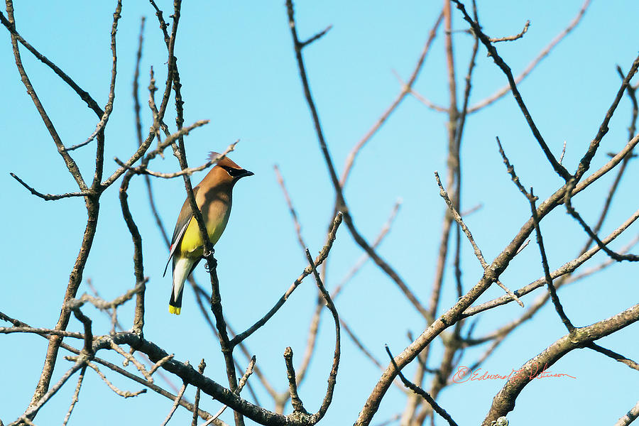 Cedar Waxwing Perching Photograph by Ed Peterson