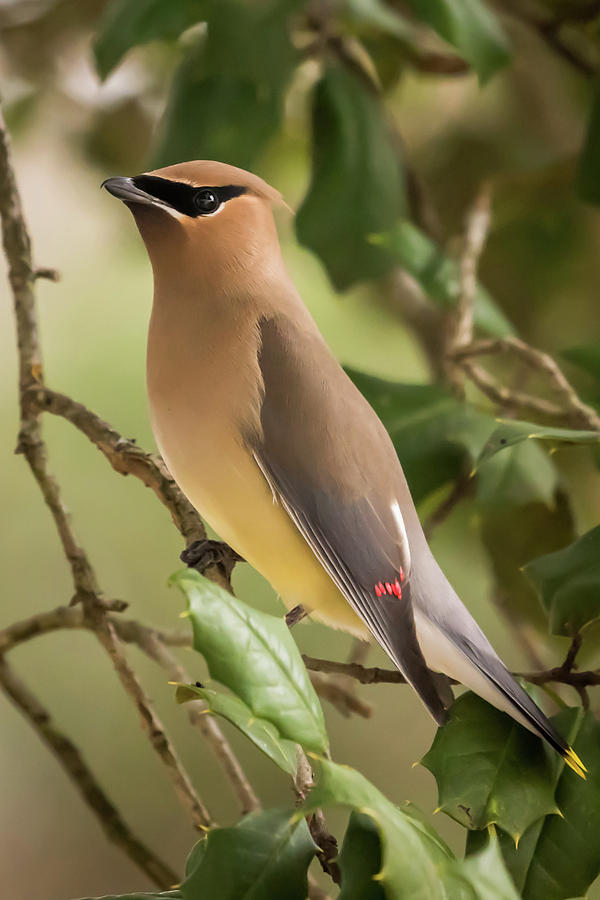 Cedar Waxwing Portrait Photograph by Terry DeLuco