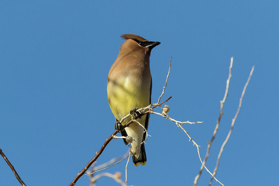 Cedar Waxwing Poses Photograph by Tony Hake - Fine Art America