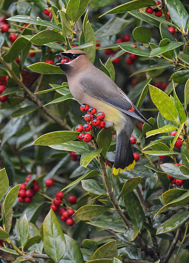 Cedar Waxwing Swallowing A Holly Berry 857004252015 Photograph