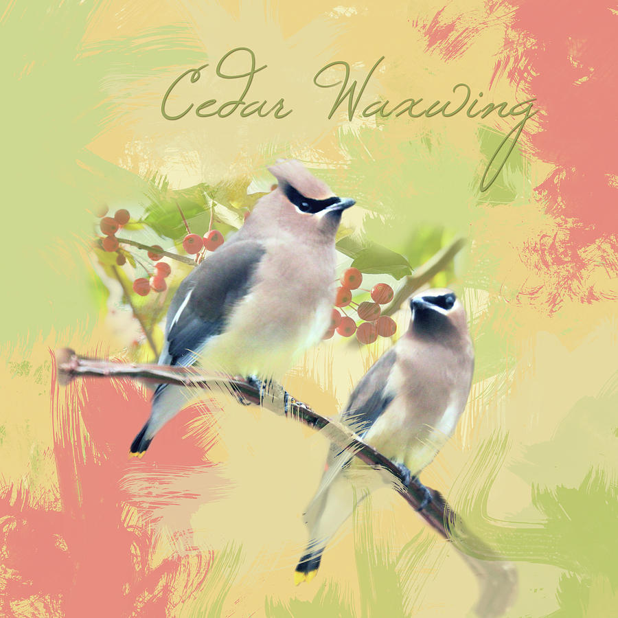 Cedar Waxwing Watercolor Photo Photograph by Hermes Fine Art