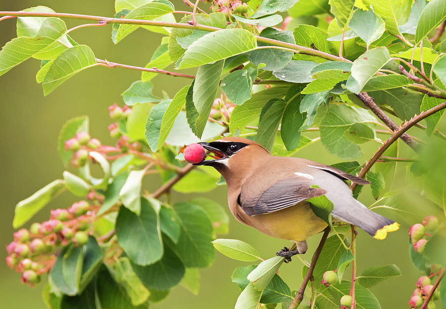 Cedar Waxwing with a Berry Photograph by Loree Johnson