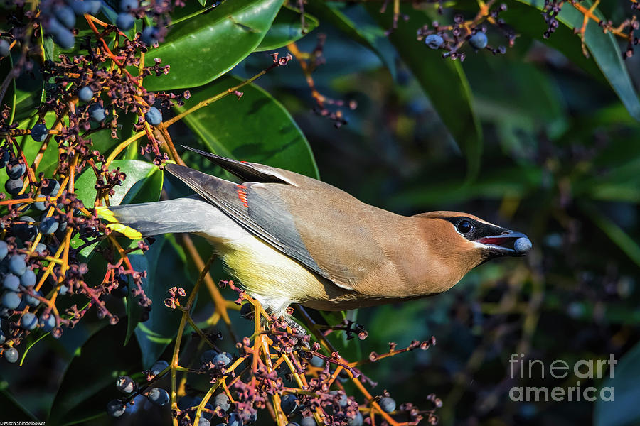 Cedar Waxwing With Berry Photograph by Mitch Shindelbower