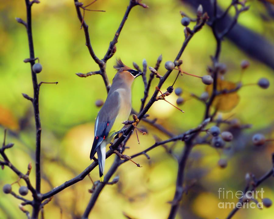 Bird Photograph - Cedar Waxwing with Windblown Crest by Kerri Farley of New River Nature
