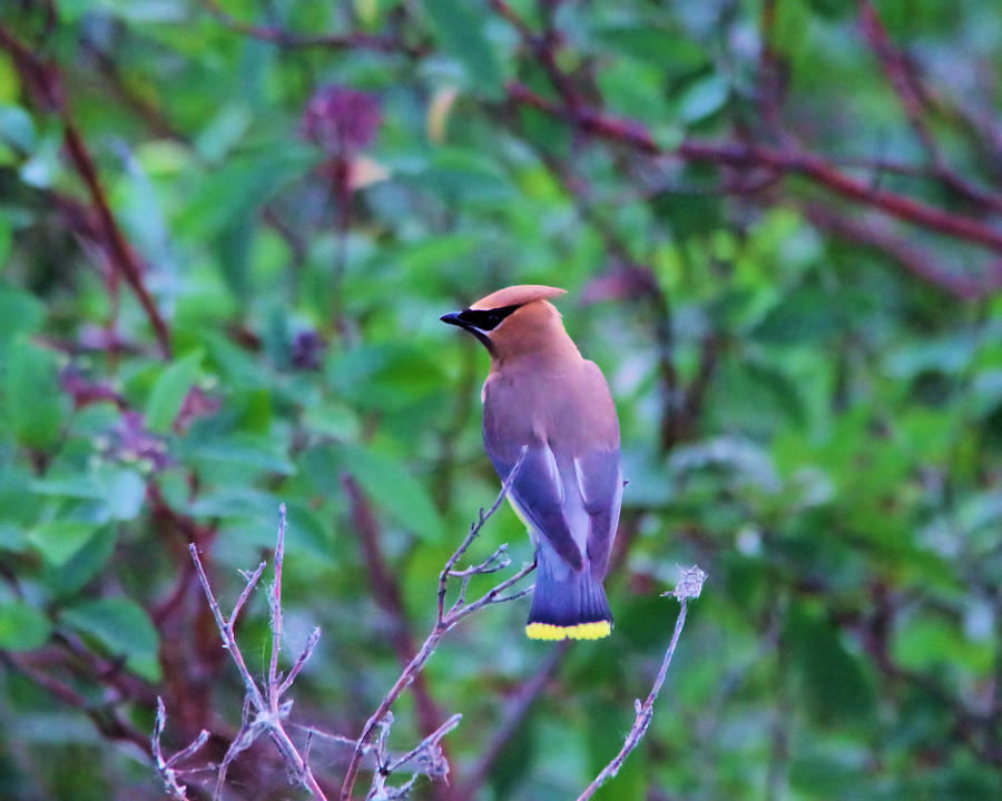 Ceder Waxwing Photograph by Jeff Swan