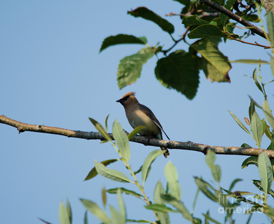 Ceder waxwing on a branch Photograph by Jeff Swan