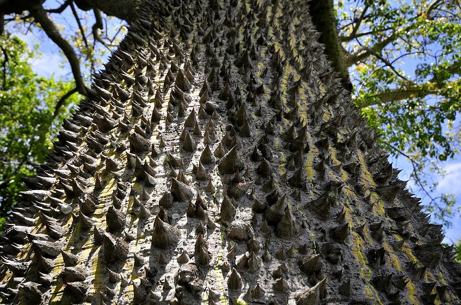 Ceiba Tree Photograph by David Lee Thompson